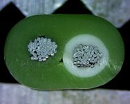 Szczypce do przewodów wyrównawczych, powłoki zewnętrznej i przewodów wewnętrznych RENNSTEIG 708 223 3 - 3